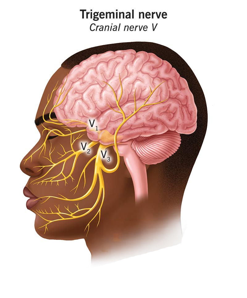 Anatomical illustration of the trigeminal nerve and its branches